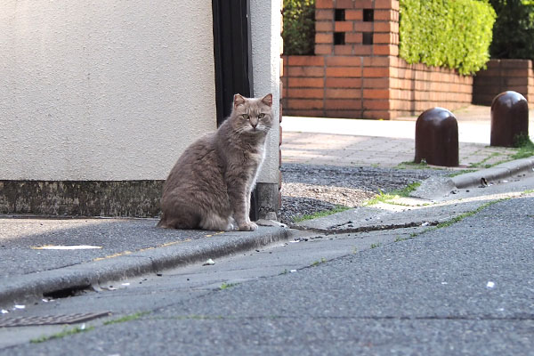 グリ　こちらに気付く