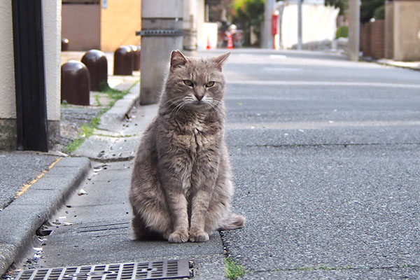 グリ　シャキン