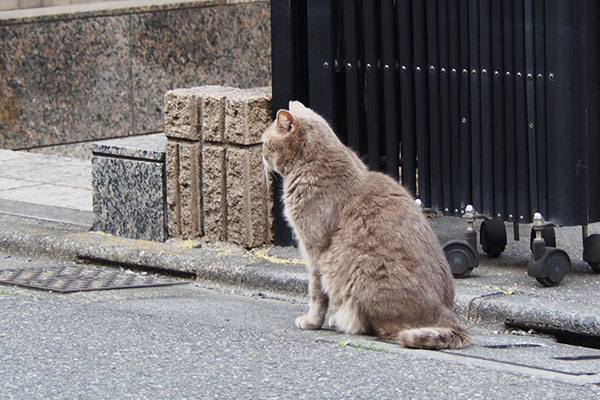 グリ　車の通過待ち