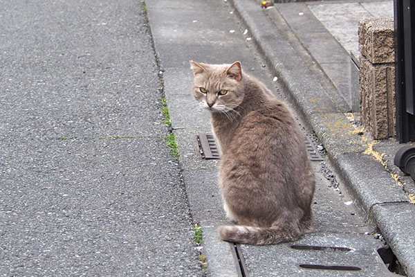 グリ　振り返る