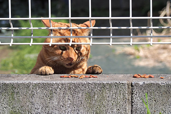 トト　塀の上で苦戦３