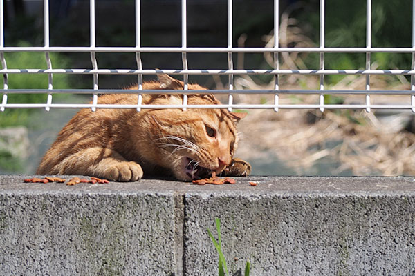 トト　塀の上で苦戦４