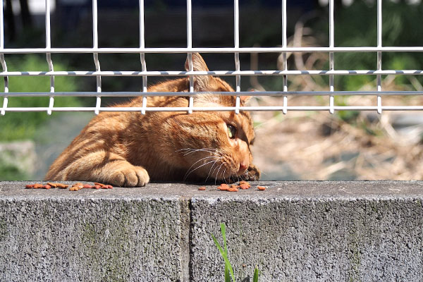 トト　塀の上で苦戦５