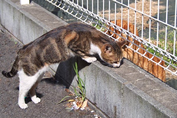 ネオンが略奪に来た