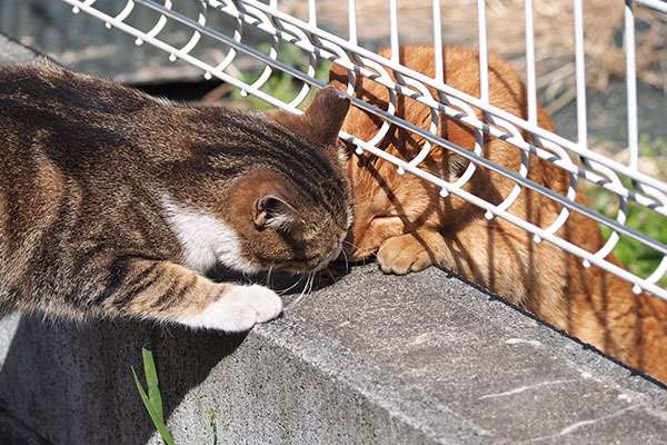 ネオンとトトお顔ぎゅーって