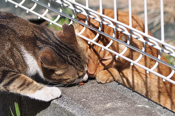 ネオンとトトお顔ぎゅう２