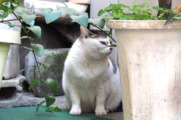 ケイ　横むく