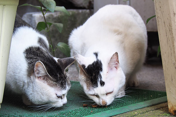 オヤツ　ケイも興味あり