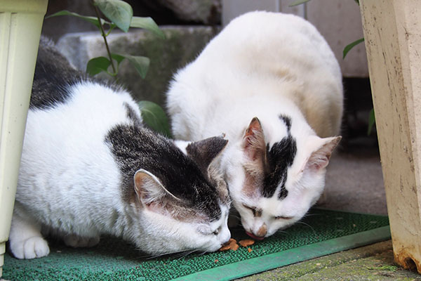 オヤツ　順番に