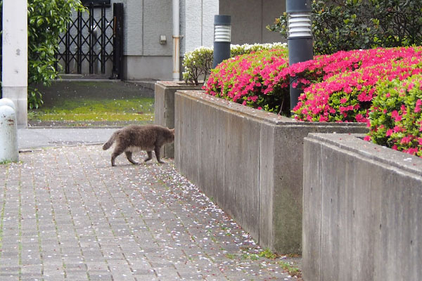 公園へ　グリ