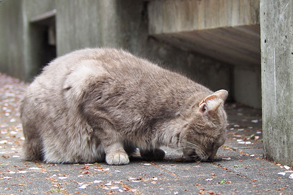 食べる　グリ