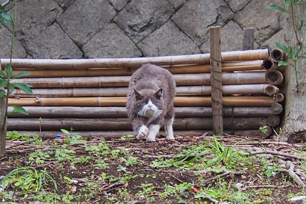 オット　風呂上りの伸び