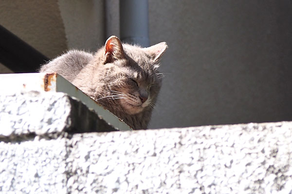 シピ　背中を温め中