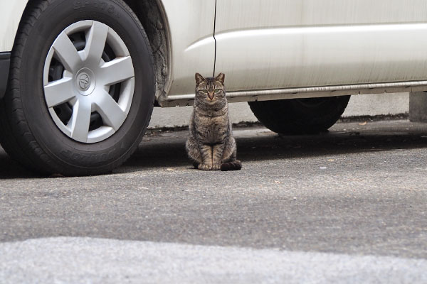 prima sitting in front of car