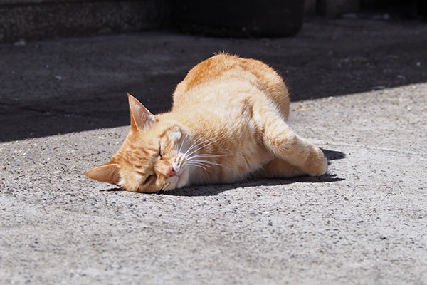 ソラちゃん　ころん