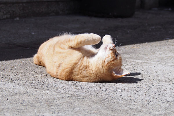 ソラちゃん　背中すりすり