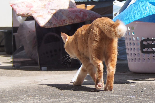 ソラちゃん　家へ戻る