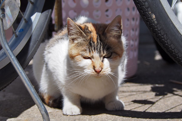 シロミ　がっかりしてる