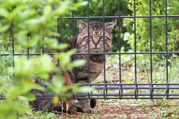 roki beyond the fence