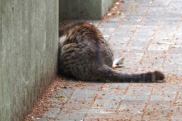 ロキにカリカリ投入