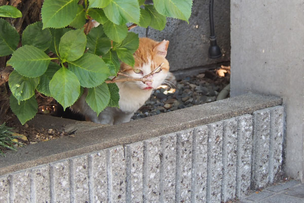 花壇に茶白ガール　ちろり