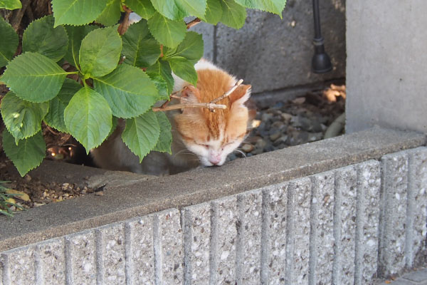 花壇に茶白ガール　くんかくんか