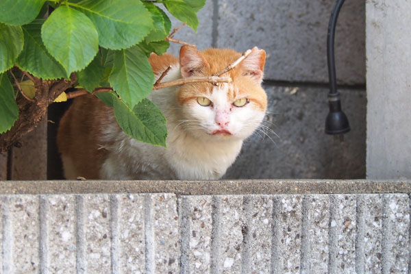 花壇に茶白ガール　ジッと見る