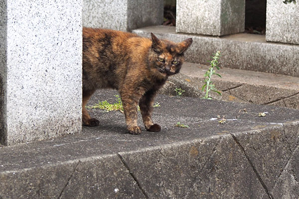 クロテ　下りて来た