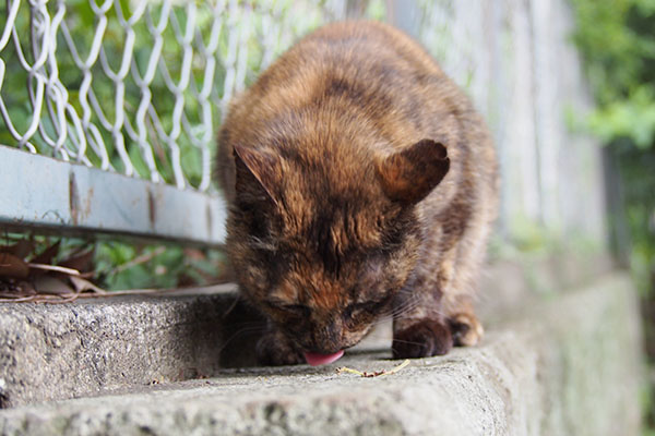 クロテ　食べる