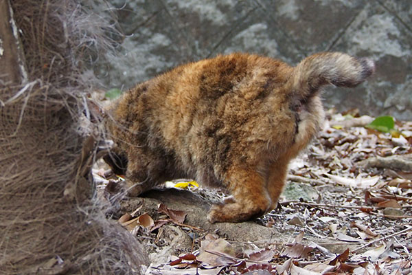 クロテ　爪を研ぐ