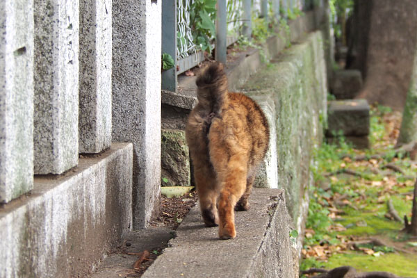 クロテ　おしり