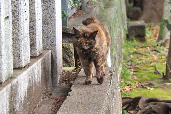 クロテ　ターンして