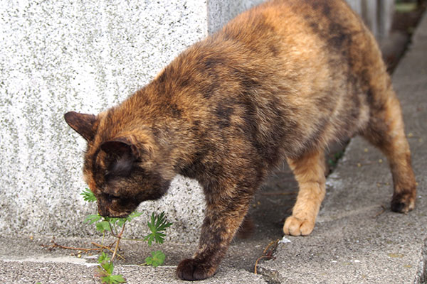 クロテ　後ろ足茶トラ