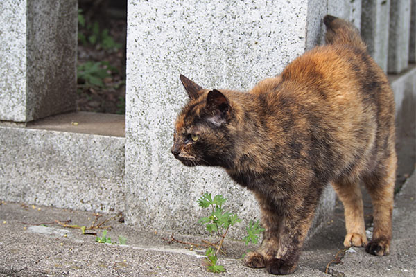 クロテ　まっすぐ前見る