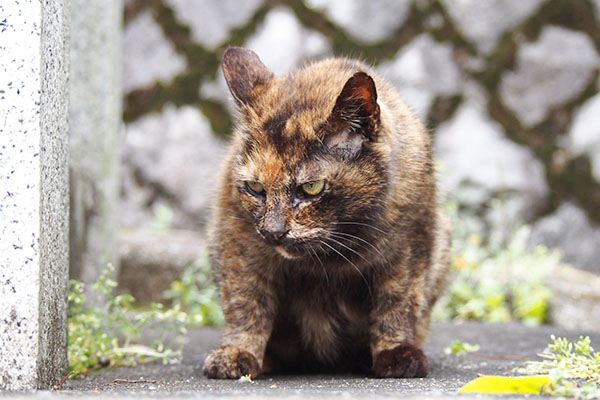 クロテ　また食べて