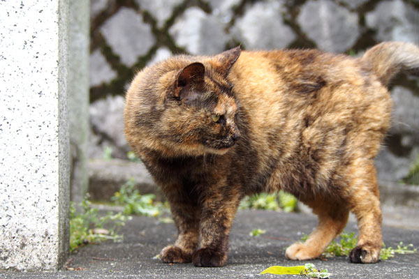 クロテ　立った横顔