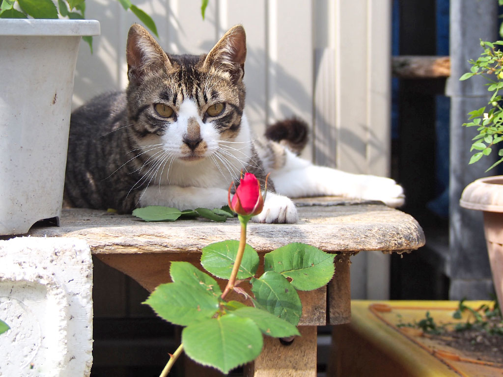 ホットと薔薇の蕾