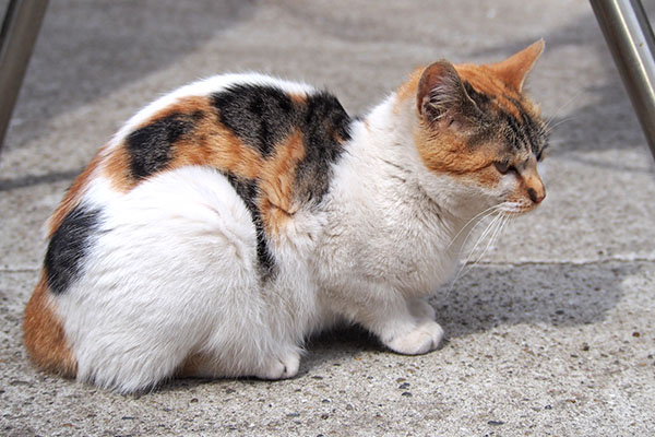 シロミ　こい太を見てる