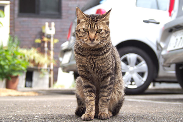 こい太　お座りして見てくる