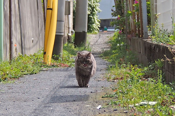 マフ　追いかけて来る