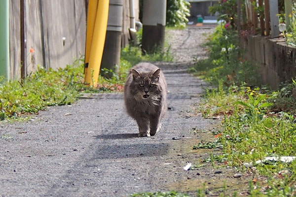 マフ　追いかけて来る２