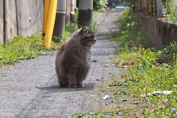 マフ　止まって遠くを見る