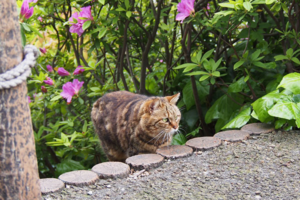 クラタン　前方確認