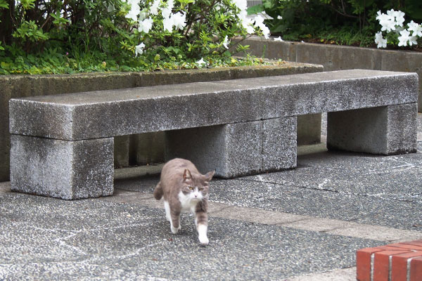 レックス　駆けて来る