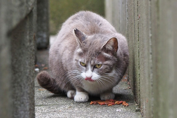 レックス　食べる　アップ