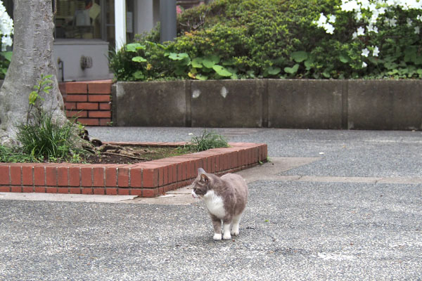レックス　左見て