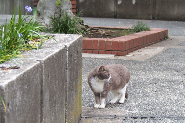 レックス　前進して再び右を見る