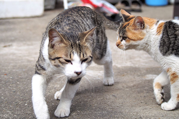 コルビ　シロミを避ける