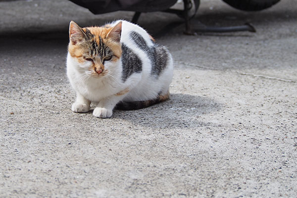 シロミ　端っこから