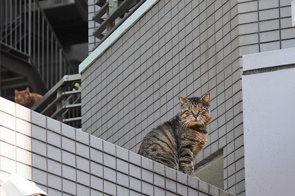 左上に茶トラ猫さん　ロキ